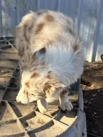 Little Red, a female Border Collie for sale in Poteau, OK – Photo 3 of 5