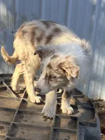 Little Red, a female Border Collie for sale in Poteau, OK – Photo 2 of 5