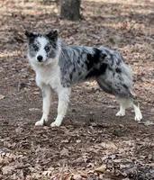 Baby Blue , a female Border Collie for sale in Poteau, OK – Photo 5 of 5