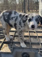 Baby Blue , a female Border Collie for sale in Poteau, OK – Photo 1 of 5