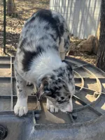 Baby Blue , a female Border Collie for sale in Poteau, OK – Photo 3 of 5