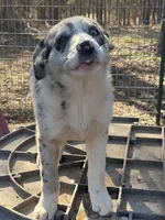 Baby Blue , a female Border Collie for sale in Poteau, OK – Photo 2 of 5