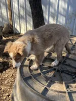 Lilac girl, a female Border Collie for sale in Poteau, OK – Photo 4 of 8