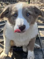 Lilac girl, a female Border Collie for sale in Poteau, OK – Photo 3 of 8