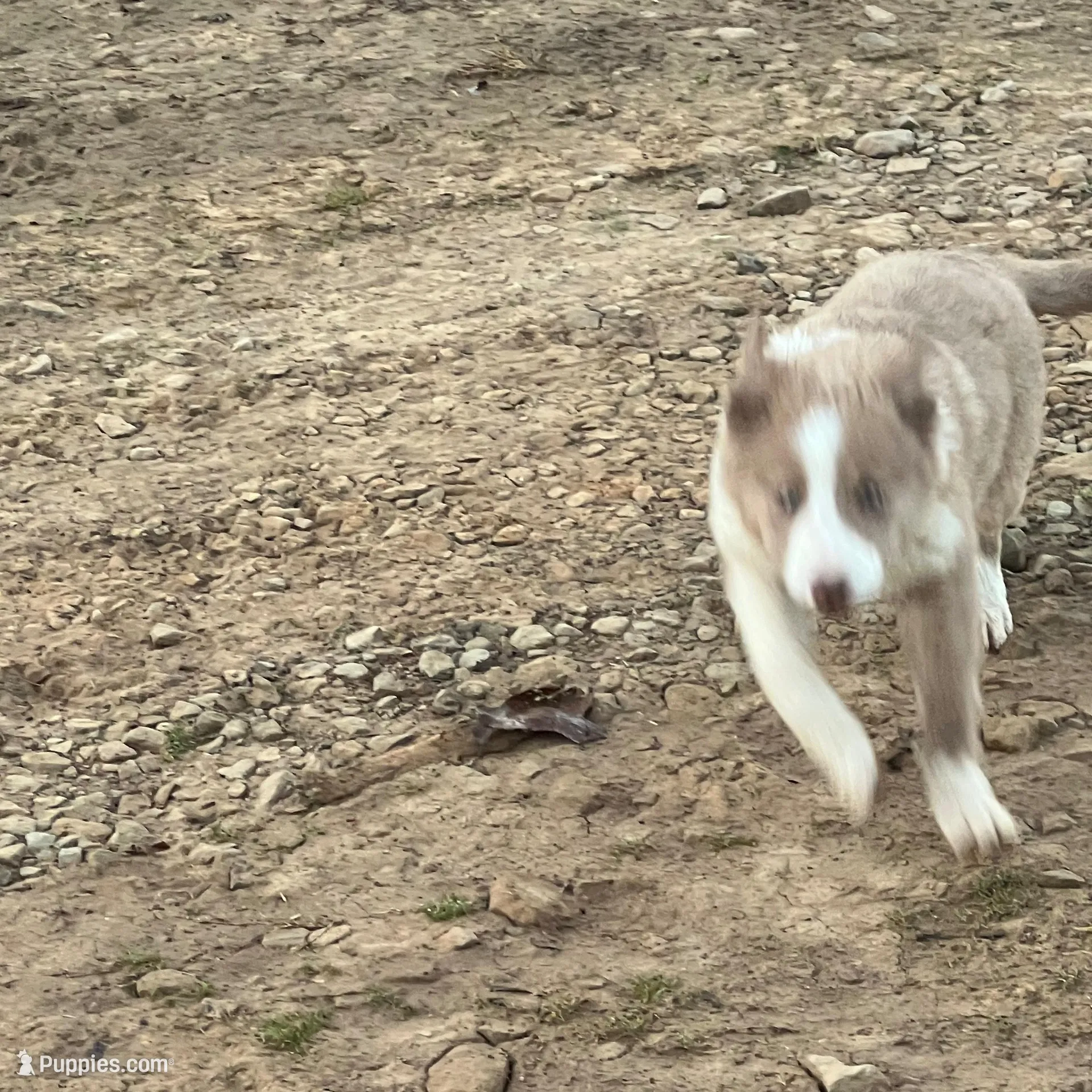 Lilac girl, a female Border Collie for sale in Poteau, OK – Photo 8 of 8