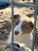 Lilac girl, a female Border Collie for sale in Poteau, OK – Photo 5 of 8