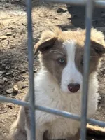 Lilac girl, a female Border Collie for sale in Poteau, OK – Photo 6 of 8