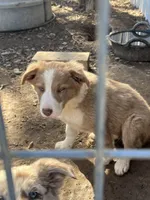 Lilac girl, a female Border Collie for sale in Poteau, OK – Photo 7 of 8