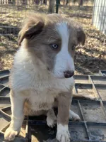 Lilac girl, a female Border Collie for sale in Poteau, OK – Photo 2 of 8