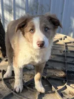 Lilac girl, a female Border Collie for sale in Poteau, OK – Photo 1 of 8