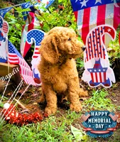 Bandit, a male Goldendoodle for sale in Greer, SC – 2 of 6
