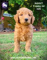 Bandit, a male Goldendoodle for sale in Greer, SC – 5 of 6