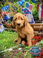 Bandit, a male Goldendoodle for sale in Greer, SC – 1 of 6