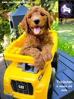 Trickster, a male Goldendoodle for sale in Greer, SC – 3 of 6
