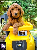 Trickster, a male Goldendoodle for sale in Greer, SC – 4 of 6