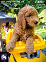Jester, a male Goldendoodle for sale in Greer, SC – 3 of 6
