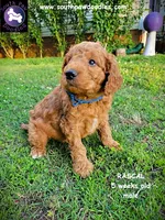 Rascal, a male Goldendoodle for sale in Greer, SC – 6 of 6