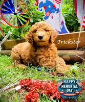 Trickster, a male Goldendoodle for sale in Greer, SC – 2 of 6