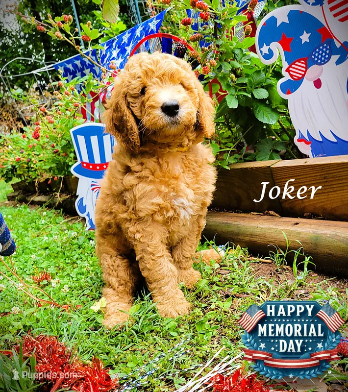 Joker – Goldendoodle puppy for sale in Greer, SC