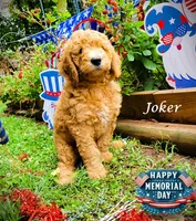 Joker, a male Goldendoodle for sale in Greer, SC – 1 of 6