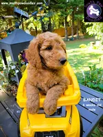 Bandit, a male Goldendoodle for sale in Greer, SC – 4 of 6