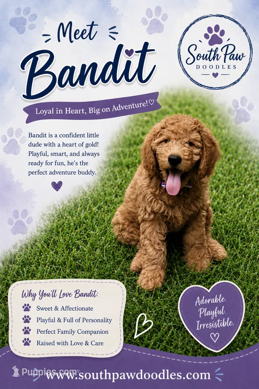 Bandit – Goldendoodle puppy for sale in Greer, SC
