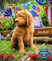Jester, a male Goldendoodle for sale in Greer, SC – 1 of 6