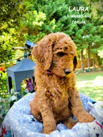 Laura, a female Goldendoodle for sale in Greer, SC – 3 of 4