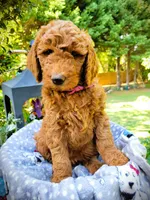 Laura, a female Goldendoodle for sale in Greer, SC – 4 of 4