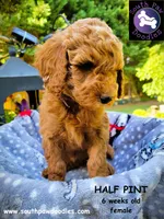 Half Pint, a female Goldendoodle for sale in Greer, SC – 4 of 6