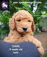 Joker, a male Goldendoodle for sale in Greer, SC – 5 of 6