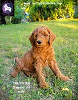Trickster, a male Goldendoodle for sale in Greer, SC – 5 of 6