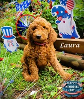 Laura, a female Goldendoodle for sale in Greer, SC – 2 of 4