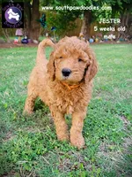 Jester, a male Goldendoodle for sale in Greer, SC – 5 of 6