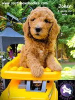 Joker, a male Goldendoodle for sale in Greer, SC – 3 of 6