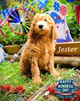 Jester, a male Goldendoodle for sale in Greer, SC – 2 of 6