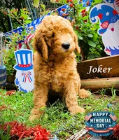 Joker, a male Goldendoodle for sale in Greer, SC – 2 of 6