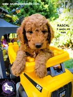 Rascal, a male Goldendoodle for sale in Greer, SC – 3 of 6
