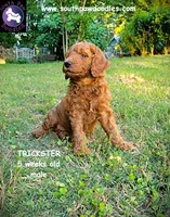 Trickster, a male Goldendoodle for sale in Greer, SC – 6 of 6
