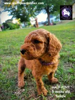 Half Pint, a female Goldendoodle for sale in Greer, SC – 5 of 6