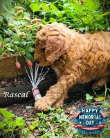 Rascal, a male Goldendoodle for sale in Greer, SC – 2 of 6