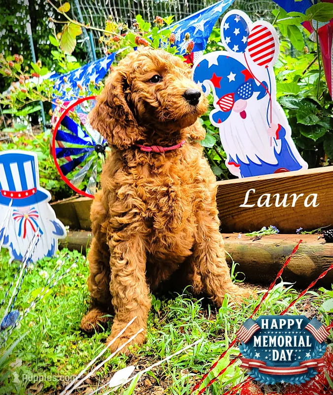 Laura – Goldendoodle puppy on hold in Greer, SC