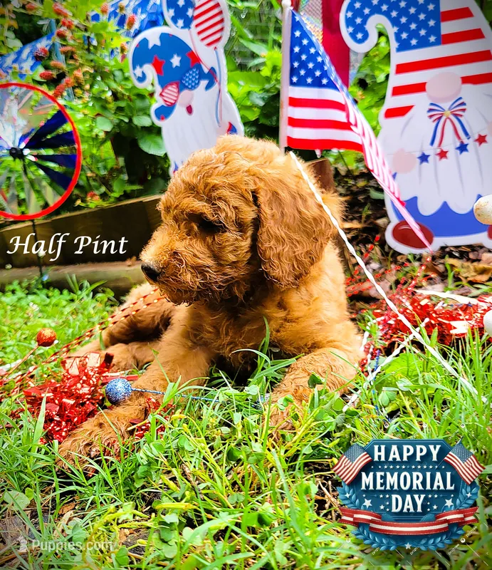 Half Pint – Goldendoodle puppy for sale in Greer, SC