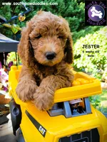 Jester, a male Goldendoodle for sale in Greer, SC – 4 of 6
