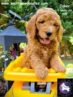 Joker, a male Goldendoodle for sale in Greer, SC – 4 of 6