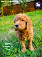 Jester, a male Goldendoodle for sale in Greer, SC – 6 of 6