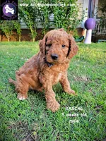 Rascal, a male Goldendoodle for sale in Greer, SC – 5 of 6