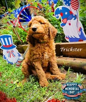 Trickster, a male Goldendoodle for sale in Greer, SC – 1 of 6