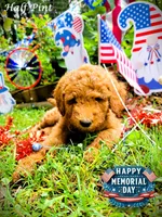 Half Pint, a female Goldendoodle for sale in Greer, SC – 2 of 6
