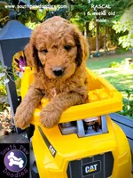 Rascal, a male Goldendoodle for sale in Greer, SC – 4 of 6